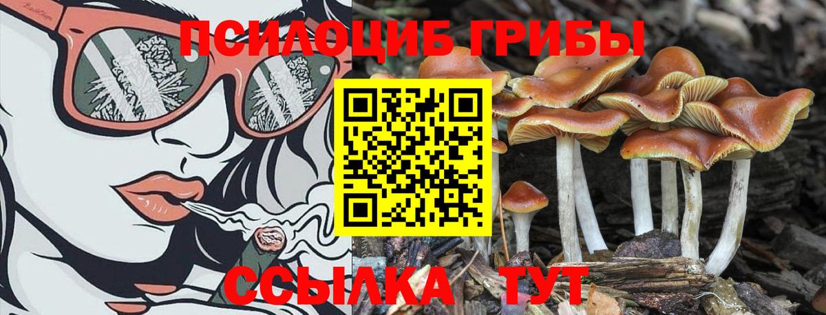 Галлюциногенные грибы Psilocybe Звенигород